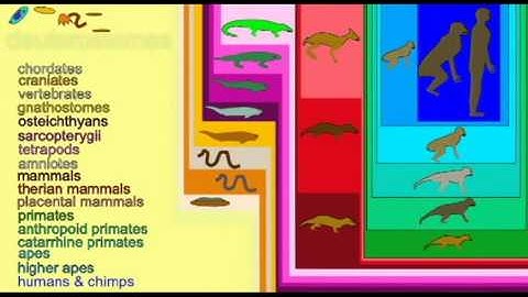 PLJOURNAL5:  FISH, AMPHIBIAN FOSSILS AND THE NESTED HIERARCHY OF LIFE