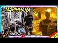 Desmantelada plantación de marihuana en Gójar, Granada- Aduanas SVA