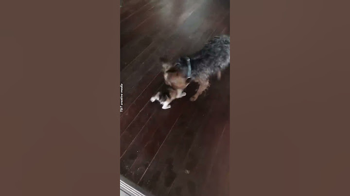 Dog Rescues Homeless Kitten
