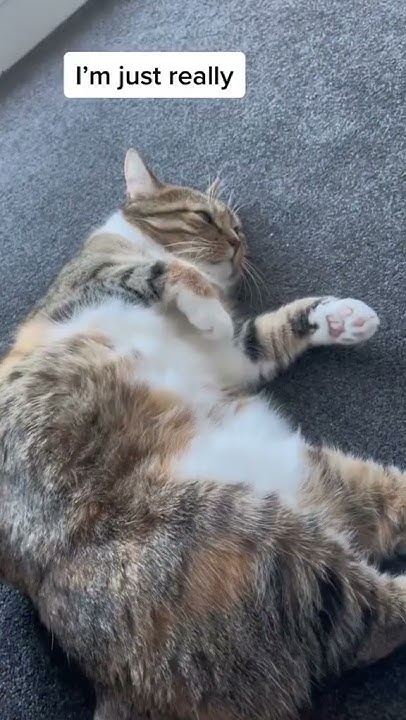 i-am-not-fat-cutest-cat-youtube