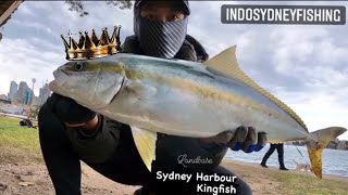 Sydney Harbour Kingfish - Spring 2021