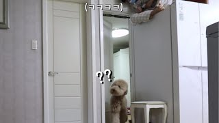 My Dog's Reaction when I Disappear