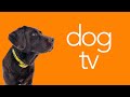 Dog TV - ¡Estimulación continua para perros! (24/7)