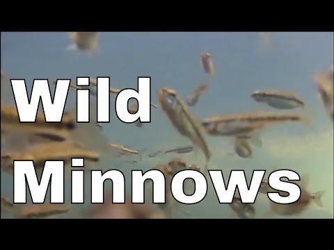 Vidéo: Poisson vairon commun (minnow minnow): description, distribution