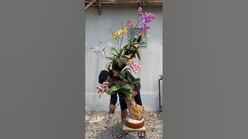Bonsai Anggrek/ Rekomendasi menanam anggrek/ cara menanam anggrek  #anggrek #orchid