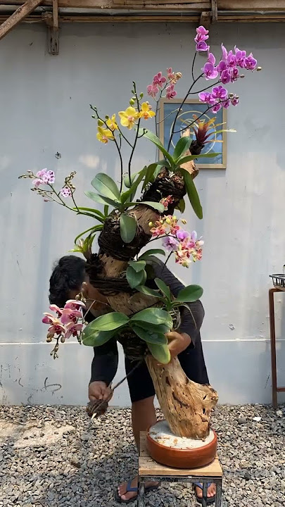 Bonsai Anggrek/ Rekomendasi menanam anggrek/ cara menanam anggrek #anggrek #orchid Bonsai Anggrek/ Rekomendasi menanam anggrek/ cara menanam anggrek #anggrek #orchid