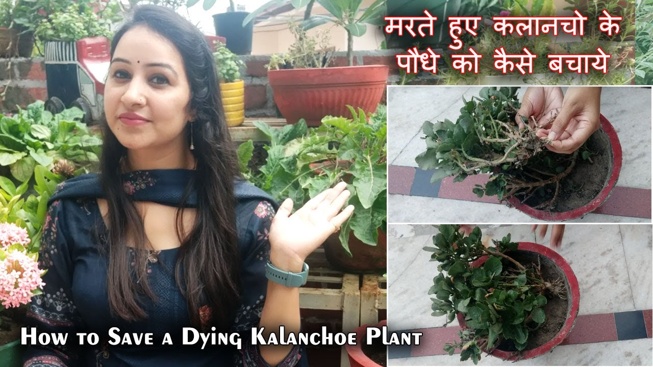 मरते हुए कलानचो के पौधे को कैसे बचाये how to save a dying kalanchoe