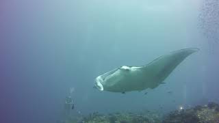 Manta Ray Cleaning Stations
