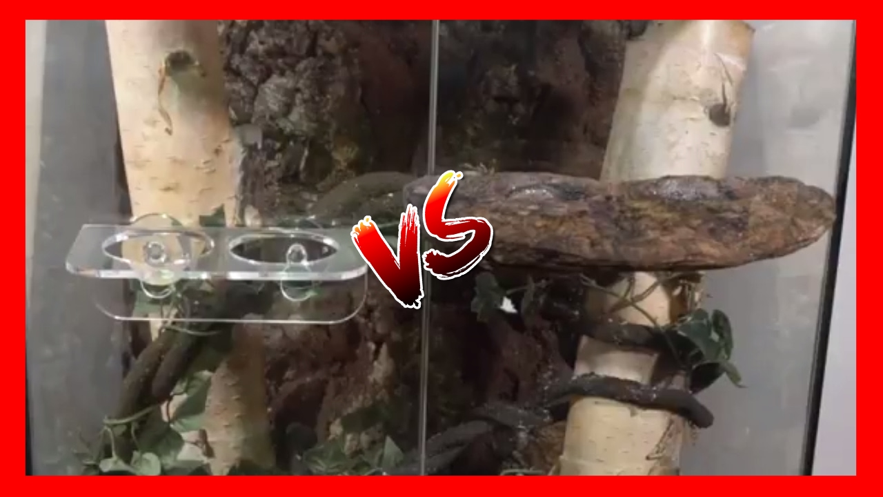 Suction Cup Vs Magnetic Crested Gecko 