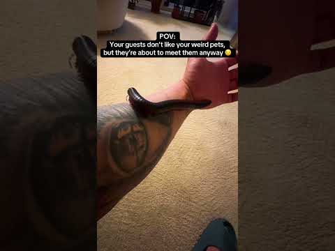  مهمونات از حیوونای عجیب غریبت خوششون نمیاد ولی تو به هر حال داری نشونشون میدی  خزنده