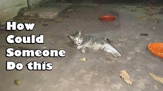 I try to save cat that was got car accident and the owner abandoned it to living alone public places
