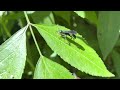 Wasp that caught a Spider