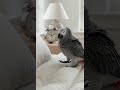 Grumpy Parrot Smashes Alarm Clock Rage #parrot #viral #shorts