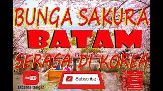 Bunga sakura korea ada di batam