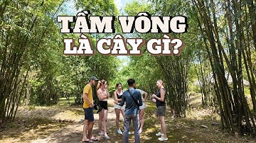 Tầm vông là cây gì #tuepleiku #caytamvong #xuyênviệt