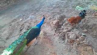 Peacock and hen fighting