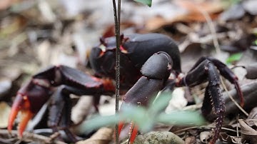 Conservation & Biodiversity @ UTSC