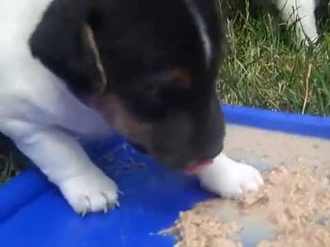 PUPPIES first food - YouTube