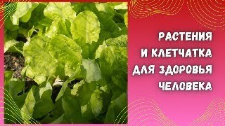 Значение растительной пищи и клетчатки для здоровья человека.