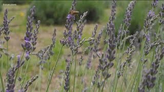 The Lavender Festival in Blanco is celebrating 15 years | KVUE