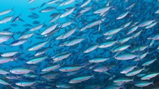 INCRÍVEL - CARDUME DE PEIXES NO FUNDO DA PLATAFORMA