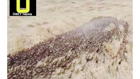 Thousands of ducks released to protect Thai rice fields from pests || update daily news