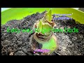 A very easy way to get new buds from Amaryllises. Life video recording. Plants care sharing.