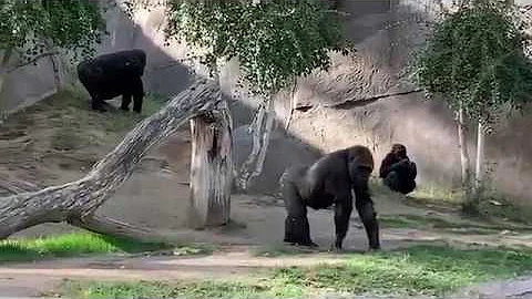 ゴリラウィンストン家族 Gorilla Winston Family サンディエゴサファリパーク