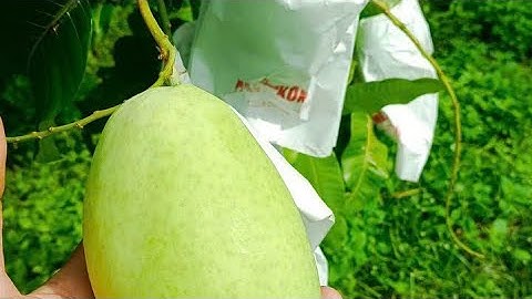 Cập nhật giá xoài Đài Loan và Cát hòa lộc,cát chu ngày 29 tháng 8, 2025