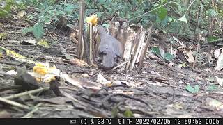 Essa armadilha encontrando o ponto certo vale ouro para um sobrevivente.