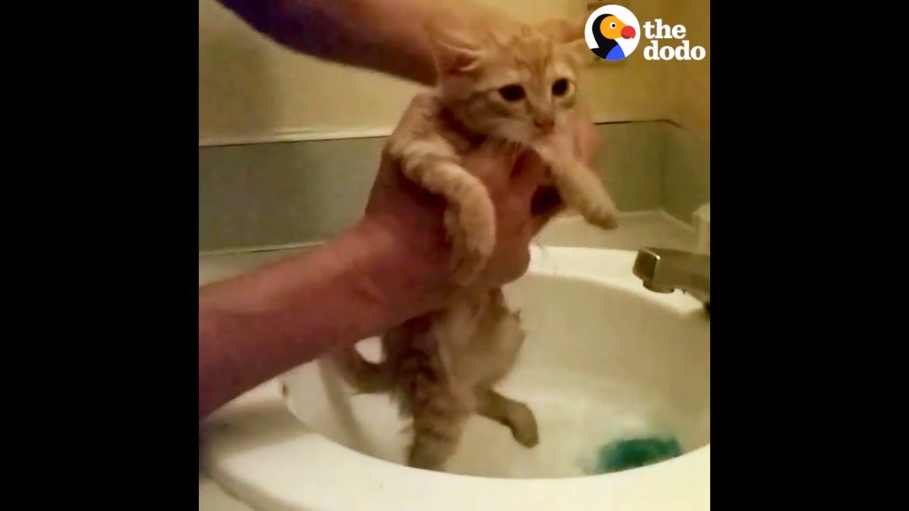 How To Give A Kitten A Bath YouTube