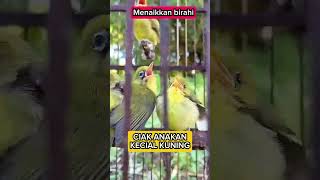 Download Lagu Ciak anakan kecial kuning ampuh merangsang bunyi #shorts #kicaumania #kecial #burung MP3