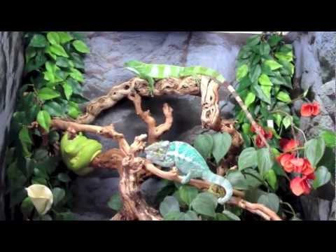 green tree python for sale uk Reptilian Utopia
