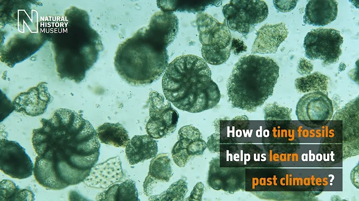 How do tiny fossils help us learn about past climates? | Natural History Museum