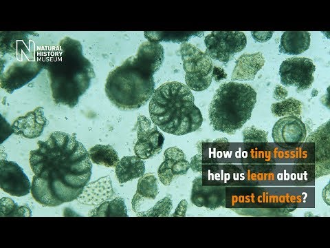 Video: Kaj nam fosili povedo o Zemljinem površju in podnebju?