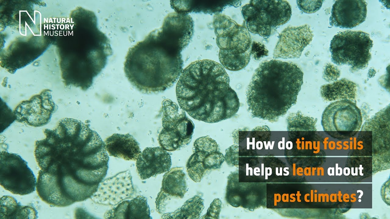 How Do Tiny Fossils Help Us Learn About Past Climates? | Natural History Museum