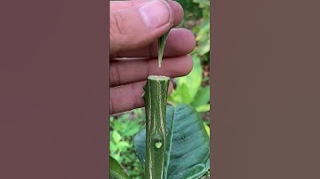 graft two lemon branches onto a grapefruit tree.