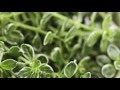 All About Thyme – The Basics