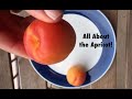 All about the apricot  the fruitguys