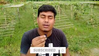 Real Voice Behind Motu Patlu In Hindi