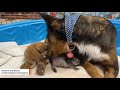 Grieving mama dog adopts kittens after losing her puppies