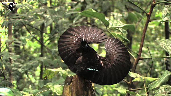 Victoria's Riflebird