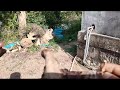 M263 gl cây mai 700k LH 0707713796 Khương bonsai 