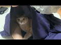 息子の袴で唸る猫
