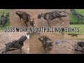 APBT and American Bully Working Out - Pulling Weights