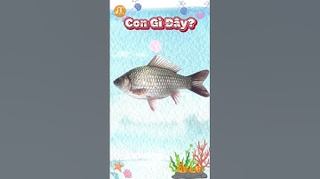 Dạy Bé Đọc Tên Các Loài Cá Sống Nước Ngọt #part5 #shorts