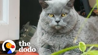 Chonky Senior Cat Exercises For The First Time | The Dodo