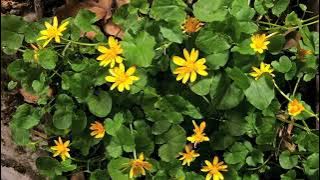 Video Background pemandangan bunga - Background Pemandangan Bunga Bergerak