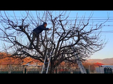 Video: Udhëzime për heqjen e trungut të pemës: Si të hiqni një trung peme