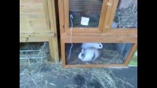 comment faire un élevage de lapins (partie 1)